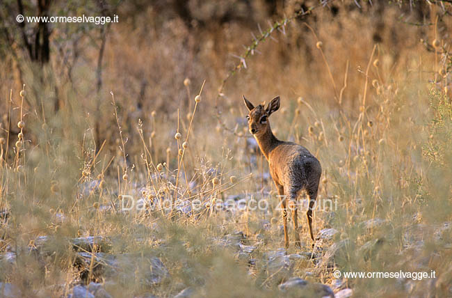 Dik dik 103-14-08